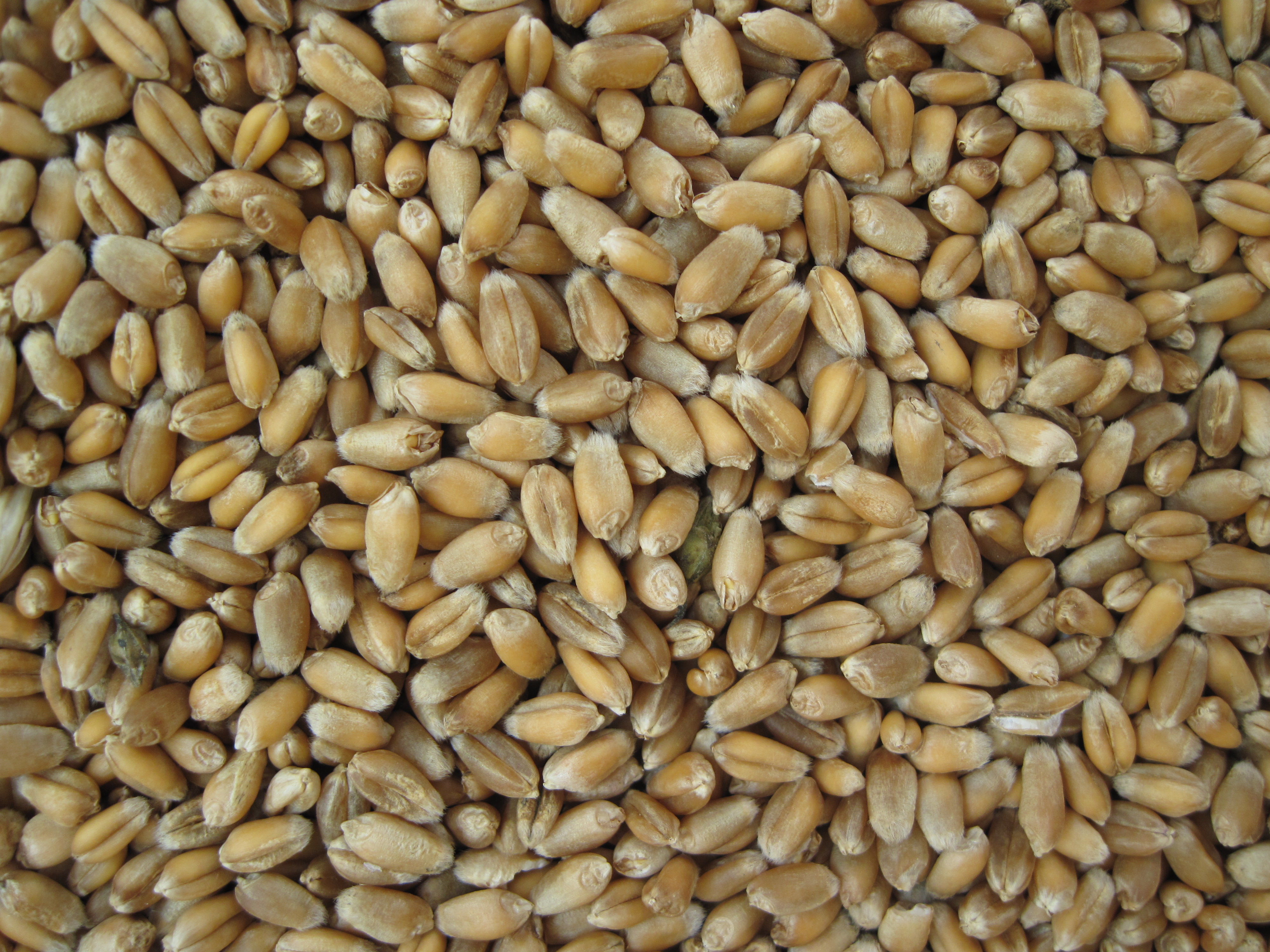 пшениця насіння
